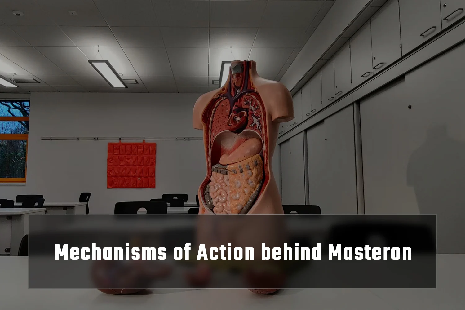 Masteron Mechanisms of Action